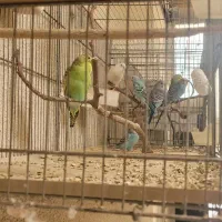 مرغ عشق جوان و سالم