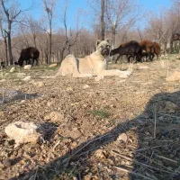 توله سرابی