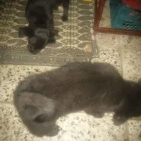 دو عدد توله پاپی
