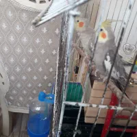 طوطی زیبای عروش هلندی