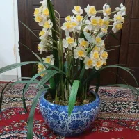 گلدان و گل