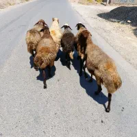 میش گوسفند در رومشکان