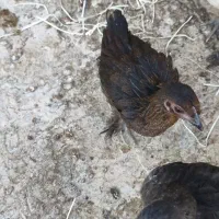 ۴ عدد دوتکه|حیوانات مزرعه|اصفهان, شهرک کاوه|دیوار