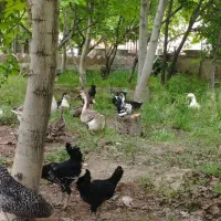 قوغاز،اوردک، مرغو خروس گلین|حیوانات مزرعه|کرج, اخگرآباد|دیوار