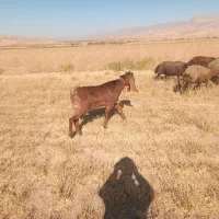 فروش یک نر پاگستانی و بزه ماده پاگستانی