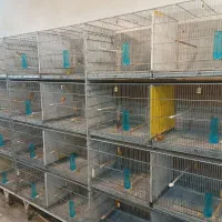 قناری نرتک ،ماده تک ،جفت شده نروماده مست مست|پرنده|ملایر, |دیوار