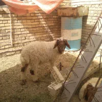 دو عدد بره نر