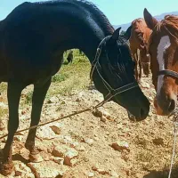 فروش مادیون عرب|اسب و تجهیزات اسبسواری|پاسارگاد, |دیوار