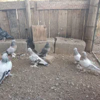 کبوتر ترکیه