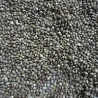 شاهدانه تمیز