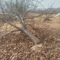 خرید و فروش انواع چوب گردو، صنوبر ،چنار ،هم میوه