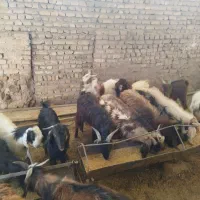مایل به معاوضه نیستم|حیوانات مزرعه|رشتخوار, |دیوار
