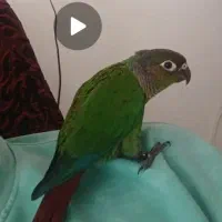 طوطی گرینچیک