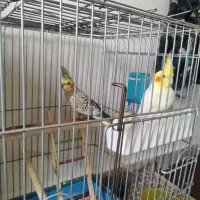 عروس هلندی
