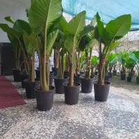 گل بابا آدم تنه قرمز