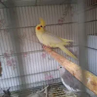 عروس هلندی مولد وجوجه|پرنده|پاکدشت, پاکدشت (مامازند)|دیوار