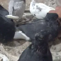 سرور دم سفید اینم عکس جوجه هاشون بدون ایراد|پرنده|هریس, |دیوار