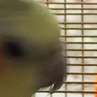 عروس هلندی بالغ جفت|پرنده|دامغان, |دیوار