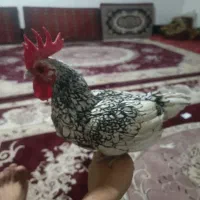 خروس مینیاتوری(سبرایت)