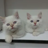 گربه پرشین سه ماهه