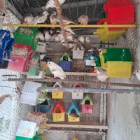 فنچ زبرا در رنگ های مختلف جفتی 500|پرنده|بابلسر, |دیوار