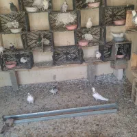 کبوتر پرشی