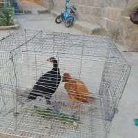 دوعددجوجه یکی کاکلی یکی لاری