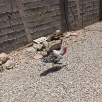بوقلمون نر و ماده