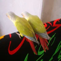 جوجه گرینچیک و قفس 6خان