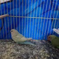 گرینجیک. طوطی کتوله. کبوتر