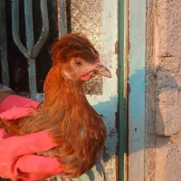 فروش مرغ محلی تک و عمده