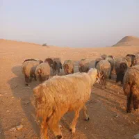 قوچ فروشی