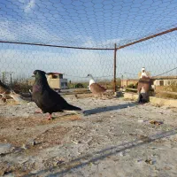 کبوتر دم سفید