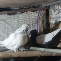 یه جفت کفتر خوب سینه ای وکلدار کاکلی