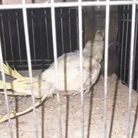 عروس هلندی|پرنده|قم, کلهری|دیوار