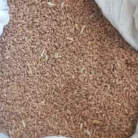 گندم آفتاب