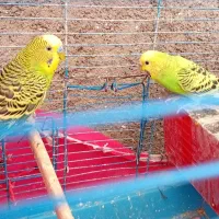مرغ عشق