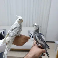 عروس هلندی آلبینو مولد اماده تخم گذاری