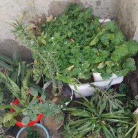 انواع گل های طبیعی