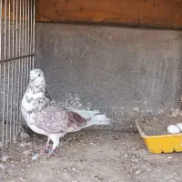 دو عدد نر سرخ شکار