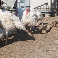 بوغلمون  بیوتی ۶ ک ۲۰۰|حیوانات مزرعه|گمیشان, |دیوار