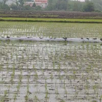 یک هکتارشالیزر سنتی با دسترسی خوب