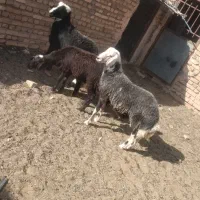 بره قوچی|حیوانات مزرعه|زاوه, |دیوار