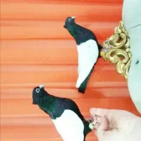 سینه سیاه و دمسفید