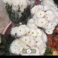 رز هلندی|گل و گیاه طبیعی|اصفهان, دانشگاه اصفهان|دیوار