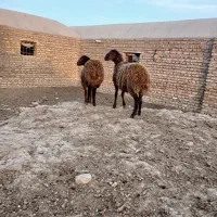 دوعدد بره ماده افشاری|حیوانات مزرعه|تربت جام, کلالی|دیوار