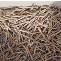 نهال آنغوزه شیرین