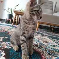 واگذاری گربه