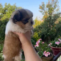 شتیزوکوچولو