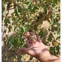 درخت بادام تونو ،نهال بادام تونو ،گلخانه نهالستان|گل و گیاه طبیعی|مشهد, خواجه ربیع|دیوار